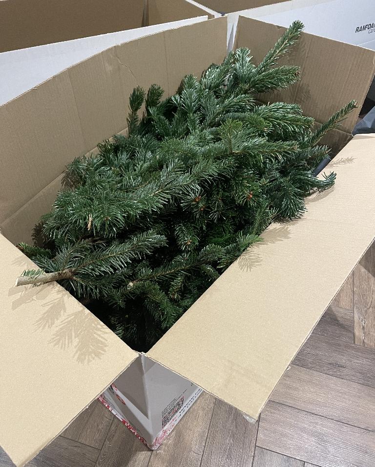 2025 - Nordmann fir florist foliage