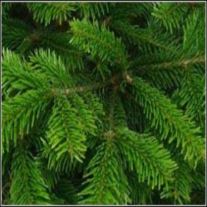 Market Trader Full Bundle - Wholesale Premium Nordmann Fir