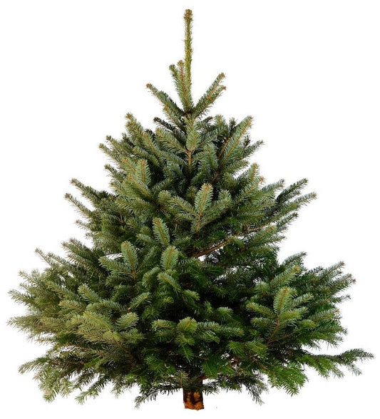 Real Christmas Tree Blacker Hall