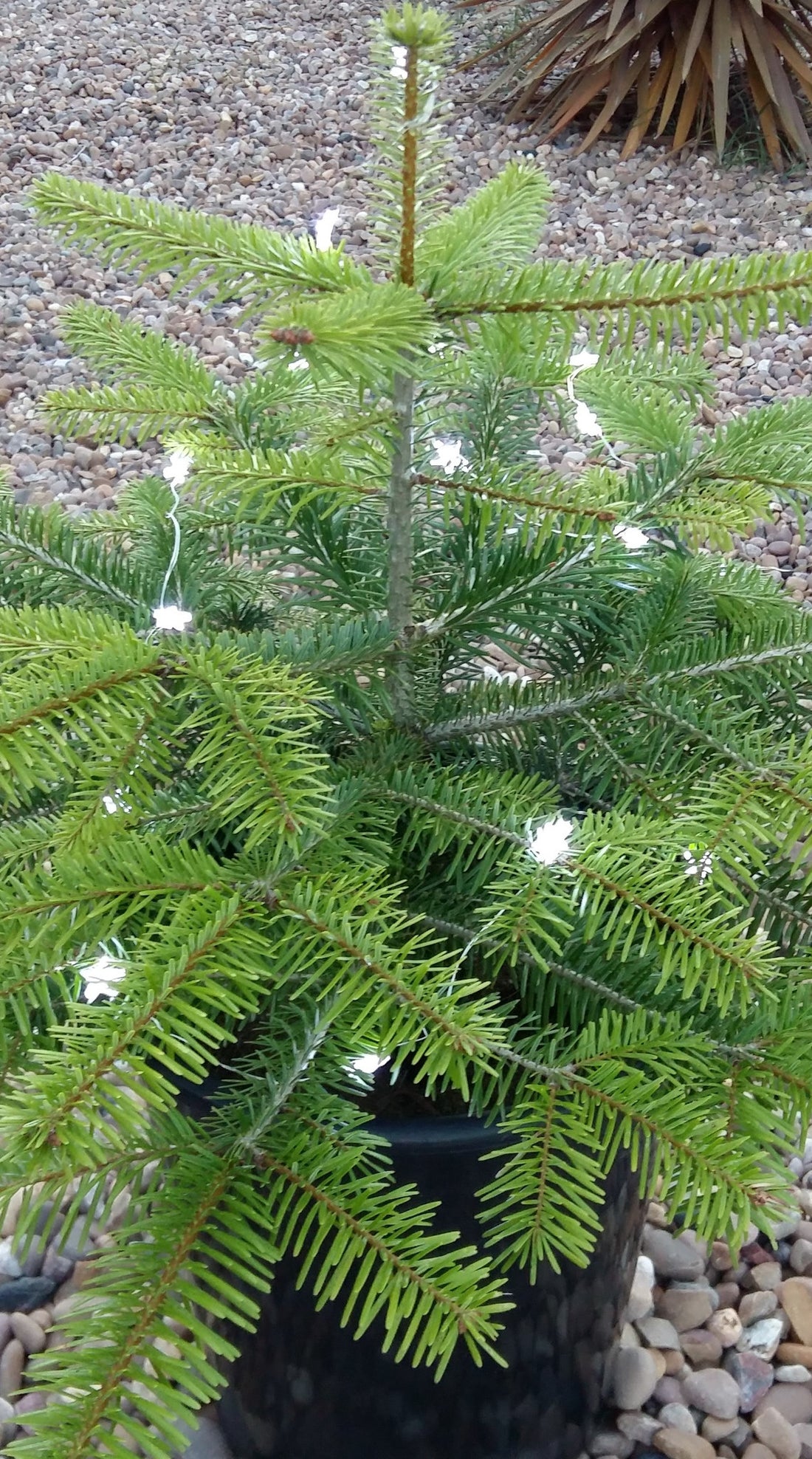 Small pot grown real office xmas tree