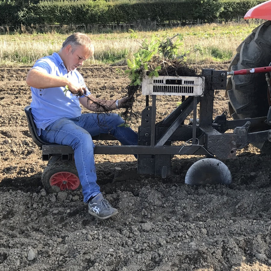 Christmas tree planting machine