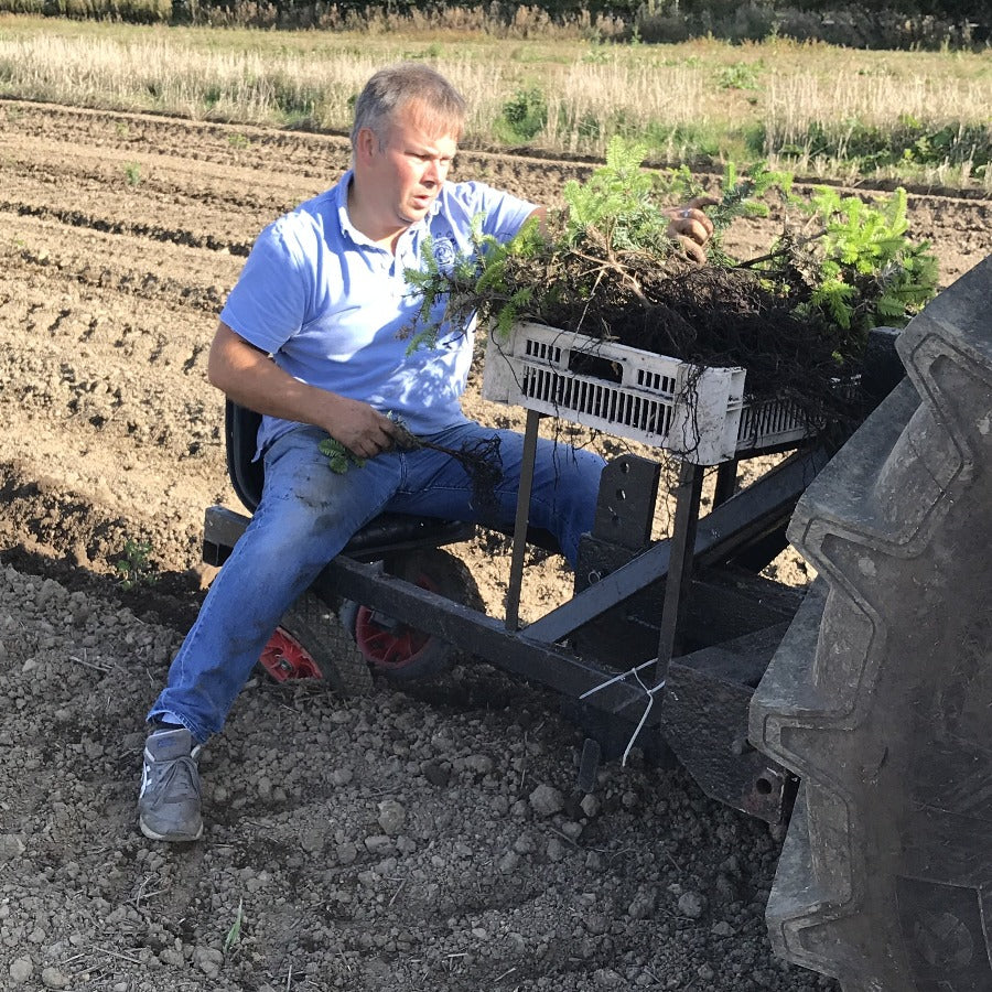 Christmas tree planting machine