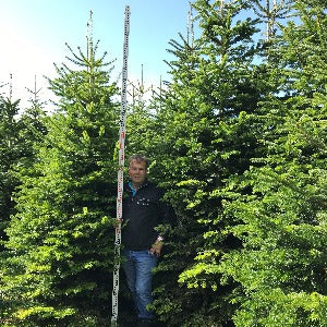 Christmas trees delivered