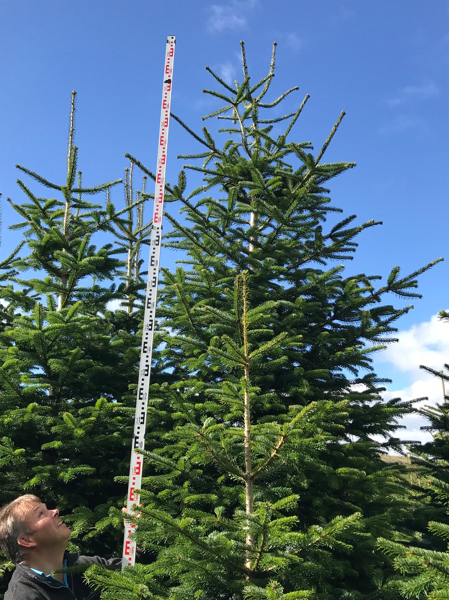 Christmas trees wakefield