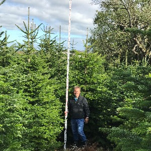 Nordmann Fir Retail Trees